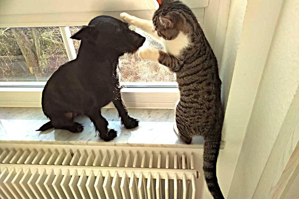 Pelletkessel DEFRO Gamma 15 kW - GEMA Shop